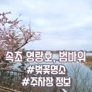 중앙이에스엠속초지사주 | 속초 영랑호 둘레길 주차장 정보, 영랑호수윗길 범바위 벚꽃 명소 산책 후기