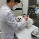 서울동물심장병원 이미지