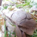 우가네사또왕족발 이미지