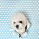 멍문대 애견유치원 이미지