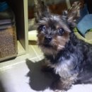 간식주개 이미지