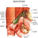 간·담도계 검사(Hepatobiliary system) 이미지