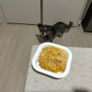 강아지 화식 재료 화식 급여량 비율 강아지 화식 장점