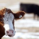 캐나다는 광우병의 새로운 사례를 확인, 소 가격은 상승 이미지
