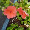 한소망교회 앞 이미지