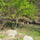 풀먹는흑염소목장 이미지