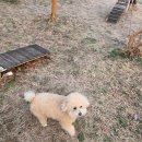 이마트24 영덕중앙점 | (상주방향) 고속도로 애견 놀이터 있는 화서(영덕) 휴게소 솔직 후기