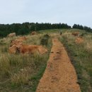 소들의 천국 이미지