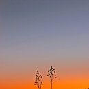 넘실 포켓공원 | 천의 얼굴 화이트 샌즈 듄스 내셔널 모뉴먼트