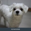 야당동물병원 | 파주동물병원 야당마을동물병원 진료비와 검사 항목 체크리스트