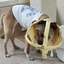 OK동물병원 이미지