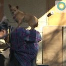 개팔자 상팔자 이미지