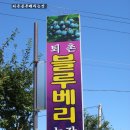 퇴촌블루베리농장