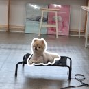 고쳐줄개 이미지