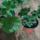 해피드림 이미지