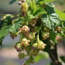 안토시아닌이 풍부한 블랙커런트묘목 판매합니다. 이미지