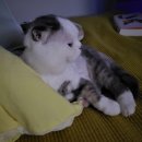 외동마님 이미지