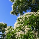 대구 월곡역사공원 月谷歷史公園 이팝나무 풍경 - 임휴사 마야유치원 이미지