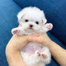퍼스트독앤캣 이미지