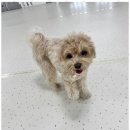 청주 애견유치원 꼬리흔들개Lucky 네이버블로그