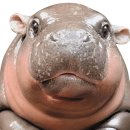 하마