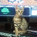 고양이다락방 이미지