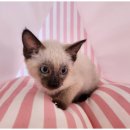 행복한강아지와고양이 이미지