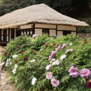 강진스테이오소 이미지