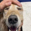 심바동물병원 이미지