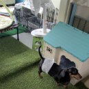 놀다가개유치원 이미지