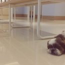 밤비동물병원 이미지