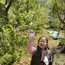 노란달님의 첫 솔밭둥지🌳💛 이미지