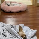 부산기장실베네집 | [부산/기장] 가족끼리 조용하게 보낼 수 있는 단독주택 애견동반 독채펜션 실베네집
