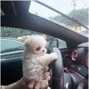 우리퍼피 이미지