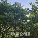 서울시, 친환경 병해충 방제 나선다… ‘독성 농약’ 사용 금지 이미지