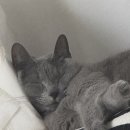 별이 펫푸드 | [내돈내산] 하림펫푸드 밥이보약 강아지 사료 튼튼한 관절 후기