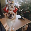 개린이집 이미지