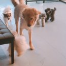 하꾸나마루다 이미지