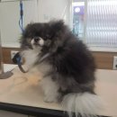 설 grooming 이미지