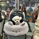 스타일펫 | 일산 애견용품 프리미엄편집샵 펫워크 후기