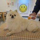 펫마트 강아지 논산점 | 루이 솔직후기 | 펫비타스마트브러쉬, 강아지빗추천 써보니 진짜 스마트한 이유!