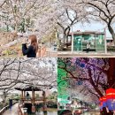 보건소 버스정류장 | 제주도 벚꽃 명소 개화시기 대흘리보건소 고성1리사무소 전농로