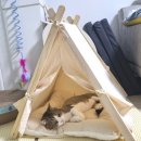 고양이 집 추천 꽁냥꽁냥제이 고양이 숨숨집 후기