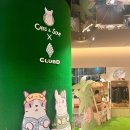 디 오아시 이미지