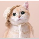 증명가족사진관레드셔터천안 이미지