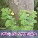 🌳생명의나무 모링가의 효능🌳 이미지