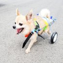 편한보조기 이미지