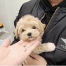 아르떼퍼피 이미지