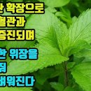 박하-담즙분비를 촉진하고 소화기능이 강화되 몸이 가벼워지며, 기관지기능이 좋아지고, 모세혈관이 확장되 신체말단 구석구석 혈액순환이 원활 이미지