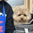 미자애견 이미지